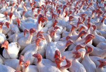 Casale Cremasco Vidolasco, tacchini con aviaria abbattuti