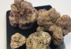 Tartufo Bianco. Frode a danno dei consumatori, esercizi controllati e sanzionati